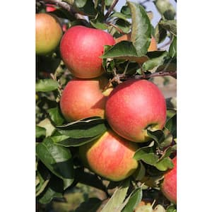 1 Gal. Red Delicious Apple Tree APPRED01G - The Home Depot