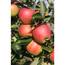 https://images.thdstatic.com/productImages/49be0b04-335b-47b1-b219-62e0b051516d/svn/online-orchards-fruit-plants-ftap007-64_65.jpg