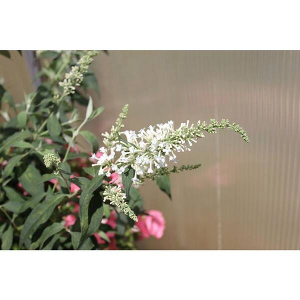 PROVEN WINNERS InSpired White Butterfly Bush (Buddleia) Live Shrub, White Flowers, 4.5 in. qt.