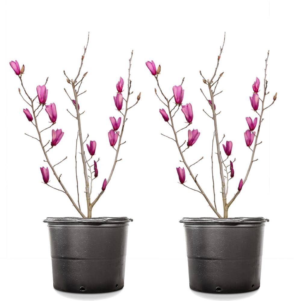 3 Gal. Ann Magnolia (2-Pack)