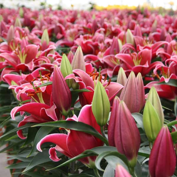 national PLANT NETWORK Lilies Sunny Keys Oriental Lilies Bulbs (5
