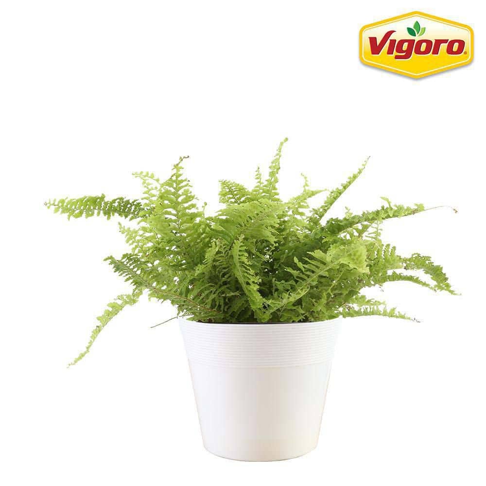 Vigoro 6 in. Birds Nest Fern Plant in White Decor Plastic Pot 1