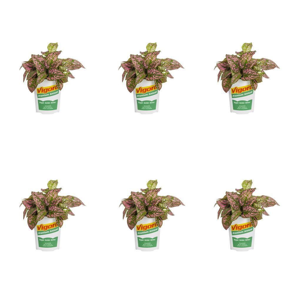 vigoro-1-pint-hypoestes-splash-select-pink-polka-dot-plant-annual-plant