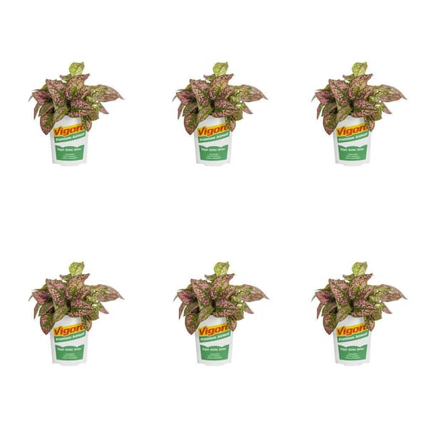 1-Pint Hypoestes Splash Select Pink Polka Dot Plant Annual Plant (6-Pack)