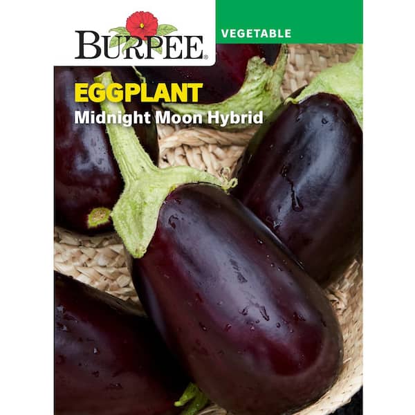 Eggplant Midnight Moon Hybrid Seed