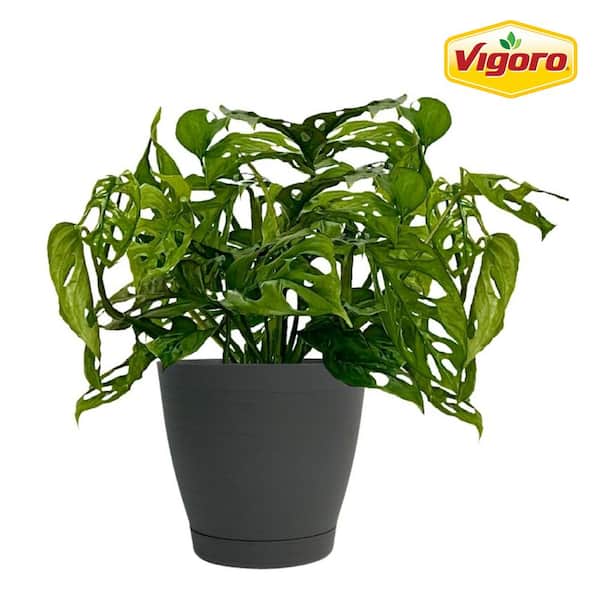 Vigoro 6 in. Monstera adansonii Swiss Cheese Vine Live Plant in Deco Pot