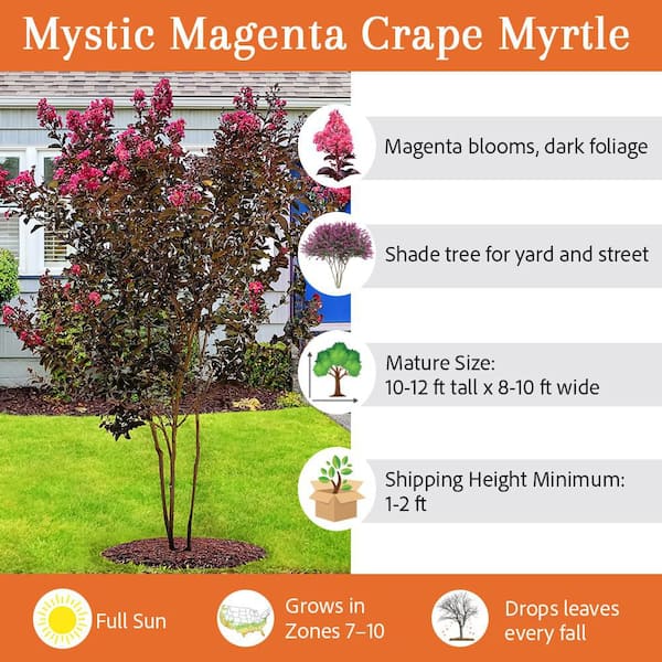 1 Gal. Mystic Magenta Crape Myrtle Tree