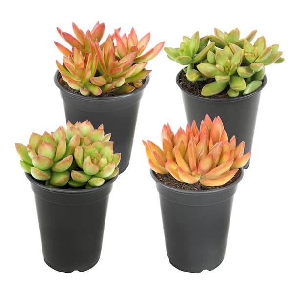 SMART PLANET 1 qt. Sedum Assorted Succulents (4-Pack) 0872639 - The Home  Depot