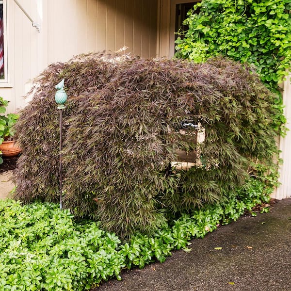 Spring Hill Nurseries 1.50 Gal. Pot Filigree Japanese Maple Ornametal Tree Grown (1-Pack)