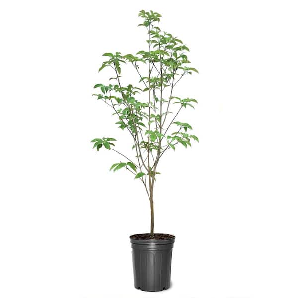 Unbranded 3 Gal. Appalachian Joy White Flowering Deciduous Dogwood Tree