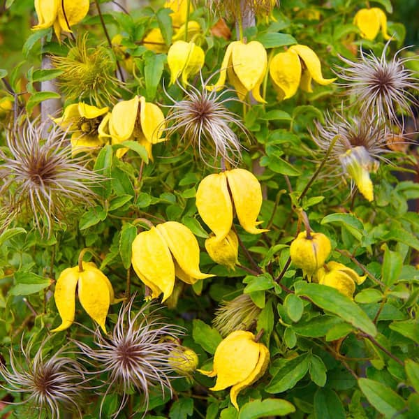 Spring Hill Nurseries Little Lemons Clematis Vine Yellow Flowering Dormant Bare Root Perennial Starter Plant (1-Pack)