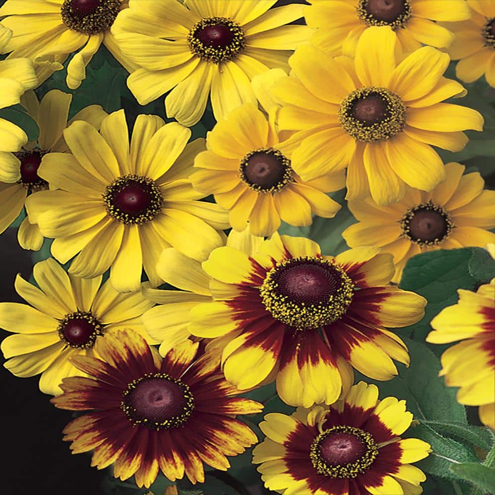 Vigoro 2.6 Qt. #1 Yellow Black-Eyed Susan Plant 2125 - The Home Depot