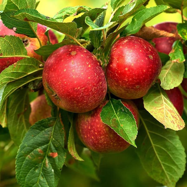 Unbranded 5 gal. Liberty Apple Tree