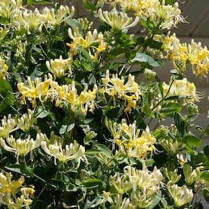 1 Gal. Scentsation Honeysuckle (Lonicera) Live Vine Shrub with Yellow Flowers and Red Berries