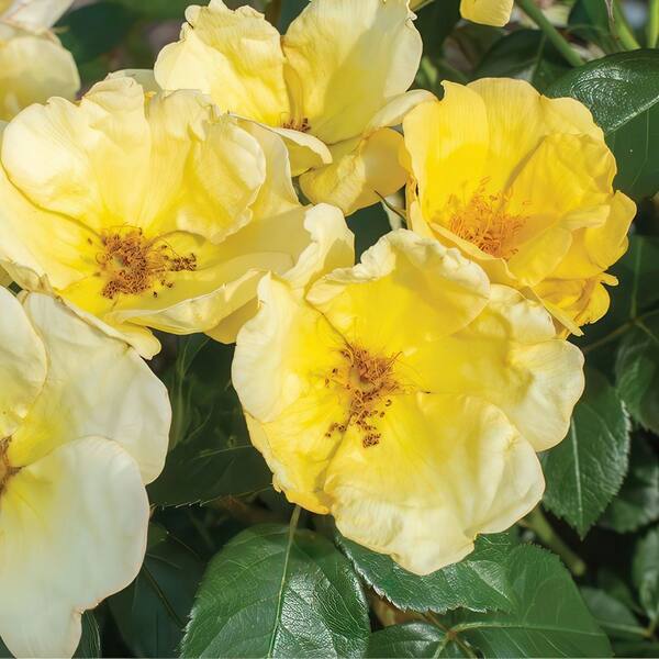 KNOCK OUT 2 Gal. Rose Knockout Easy Bee-zy Shrub with Yellow