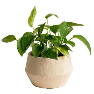 Pothos Indoor Plant in 4 in. Decor Pot, Avg. Shipping Height 8 in. Tall