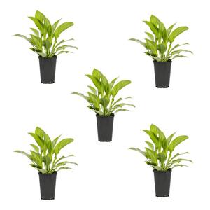 1 Qt. Hosta Green Royal Standard Perennial Plant (5-Pack)