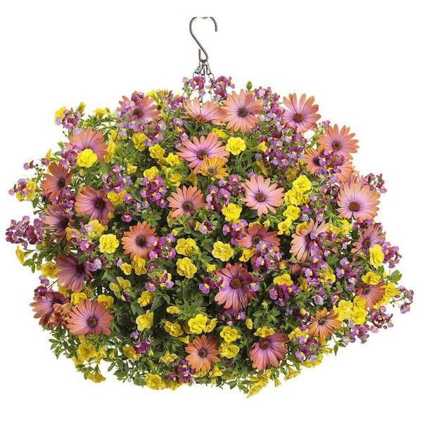 PROVEN WINNERS 4.25 in. Eco+Grande Aromance Mulberry (Nemesia