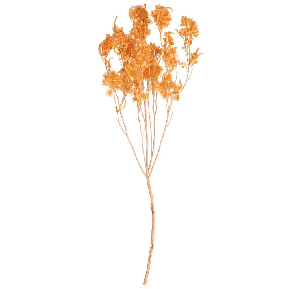 Bleached Pansy Flower Bundles Real Preserved Vase Fillers Home Decor Accents for Living Room, Champagne price history on PriceWatchPro