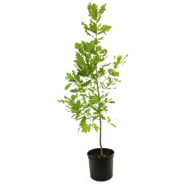national PLANT NETWORK 2.25 Gal. Deciduous Shumard Oak Tree