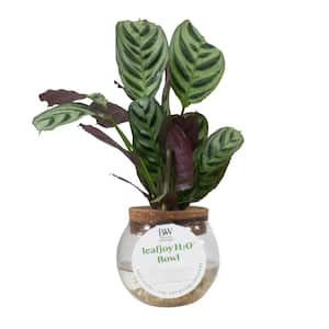 3 in. leafjoy H2O Bowl Sweet Dreams Burle-Marxii Never Never Plant (Ctenanthe) Live Indoor Plant in Glass Vase