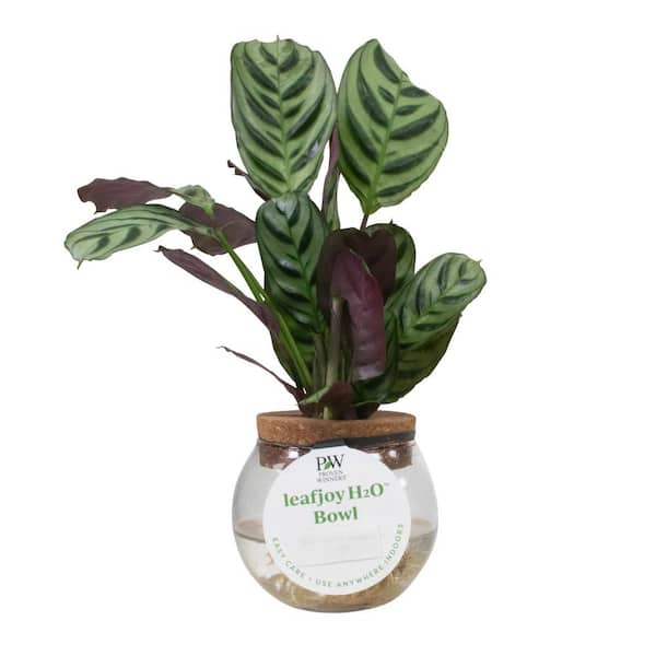 PROVEN WINNERS 3 in. leafjoy H2O Bowl Sweet Dreams Burle-Marxii Never Never Plant (Ctenanthe) Live Indoor Plant in Glass Vase