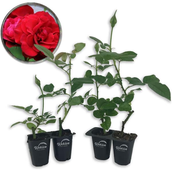 Wekiva Foliage Don Juan Rose Bush 4-Live Starter Plants in 2 in. Pots-Beautifully Fragrant Heirloom Rose from Florida