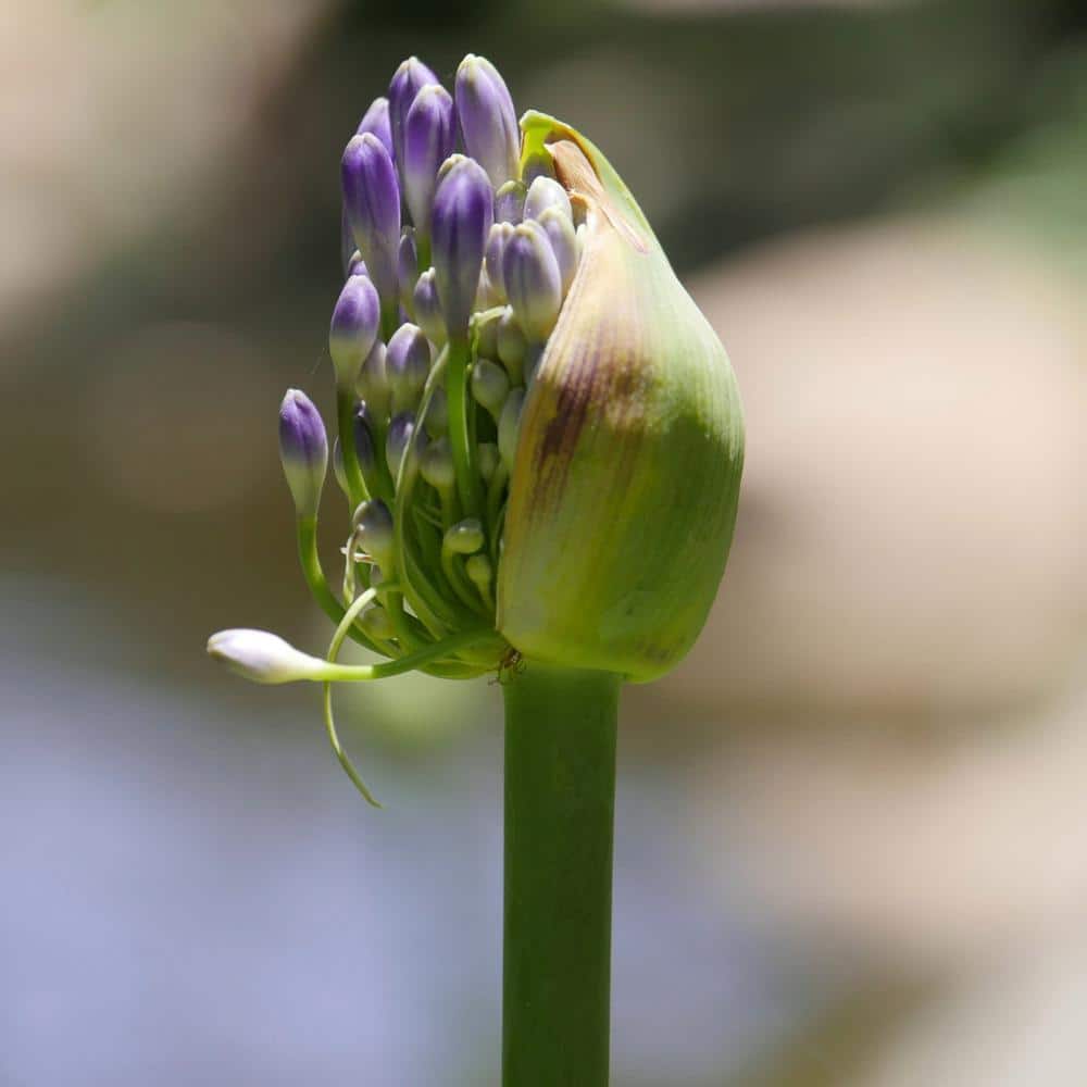 Agapanthus Plant with Purple Flowers in 7" Planter