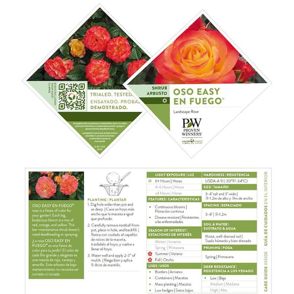 PROVEN WINNERS 2 Gal. En Fuego Rose Plant with Yellow, Red, and