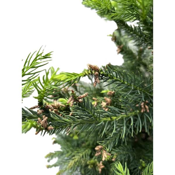 BELL NURSERY 3 gal. Black Dragon Japanese Cedar (Cryptomeria