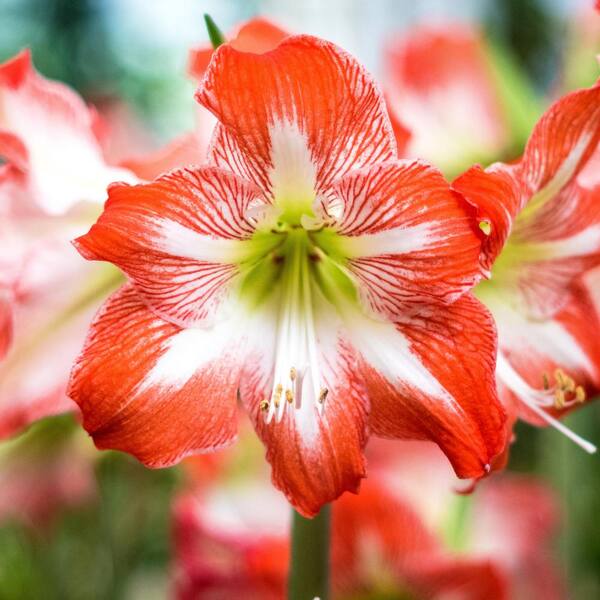 National Plant Network BlooMaker Red-White Blooming Minerva Giant Amaryllis Bulb