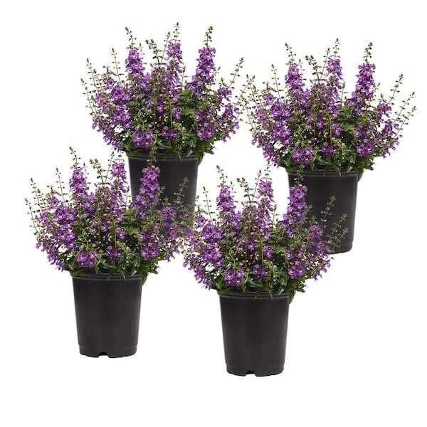 Altman Plants 4 In Angelonia Blue Plant 4 Pack 0881215 The Home Depot