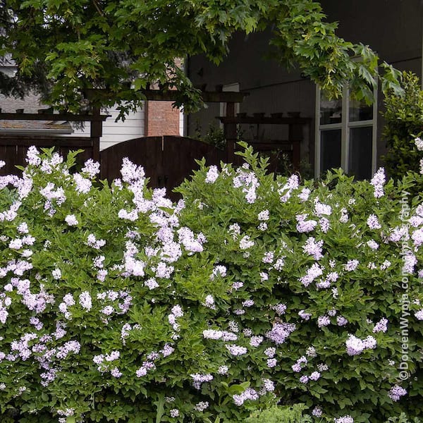 3 Gal. Miss Kim Lilac Flowering Shrub with Pink Blooms