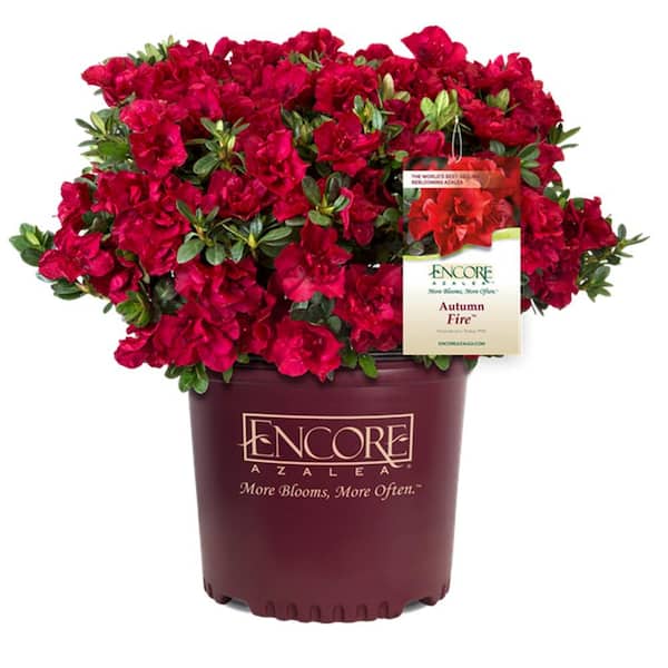1 Gal. Autumn Fire Azalea Shrub with Reblooming Red Flowers - Low-Maintenance Small Evergreen Bush