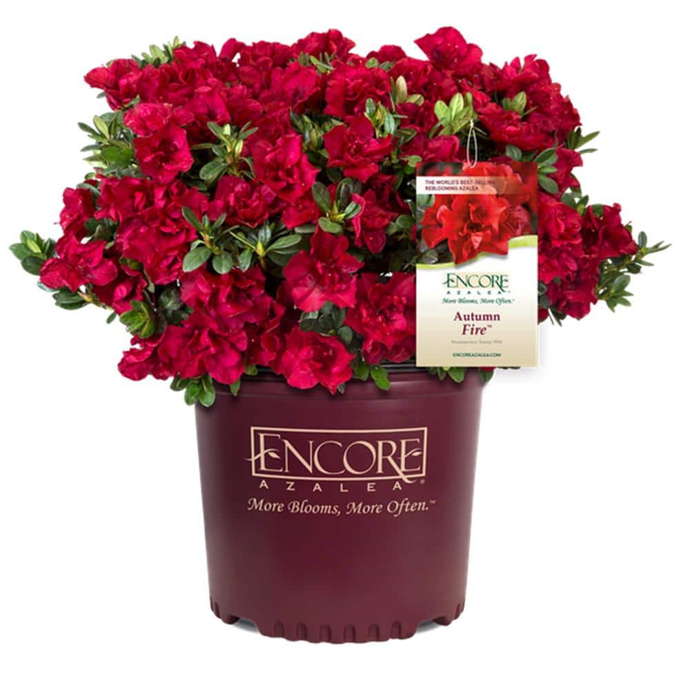 ENCORE AZALEA 1 Gal. Autumn Fire Shrub with True Red Reblooming Flowers 80541 The Home Depot