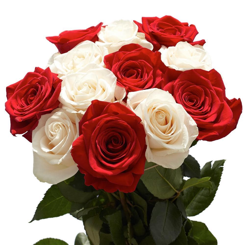 Globalrose 50 Stems of Roses 25 Red and 25 White 50-roses-25-red