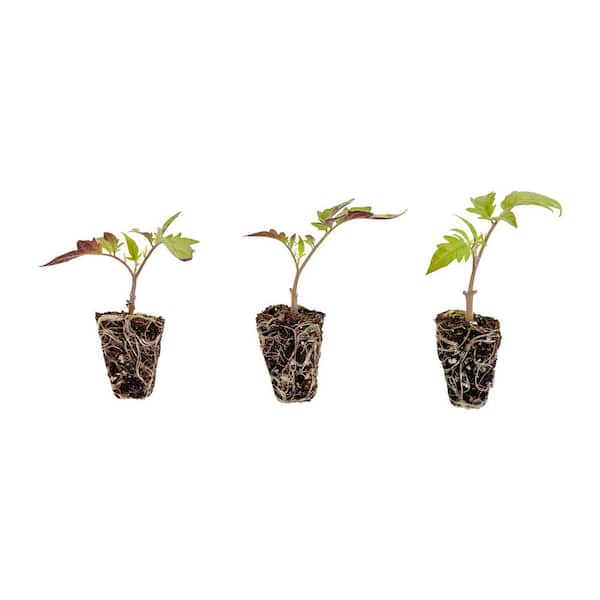 Roma Tomato Plugs, 3 cubic in., 3-Pack, Determinate Tomato Ideal for Raised Beds and In-Ground Gardens, Live Plant