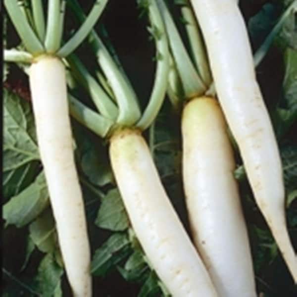 Seeds of Change Radish Miyashige Daikon Seed