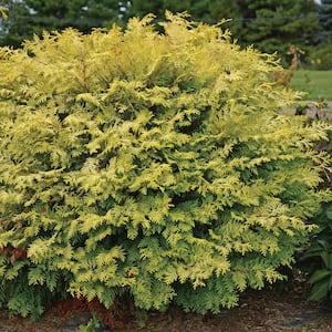 2.5 qt. Night Light Chamecypris (False Cypress), Evergreen Shrub with Bright Yellow and Green Foliage