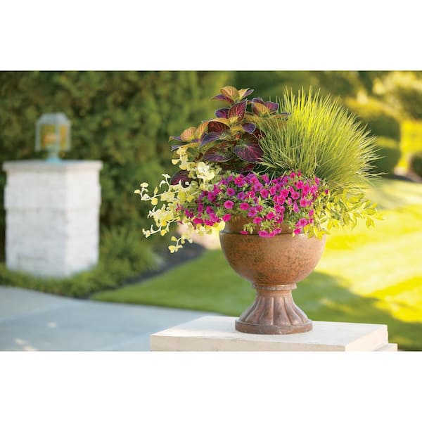 PROVEN WINNERS 4.25 in. Eco+Grande, Superbells Pink (Calibrachoa