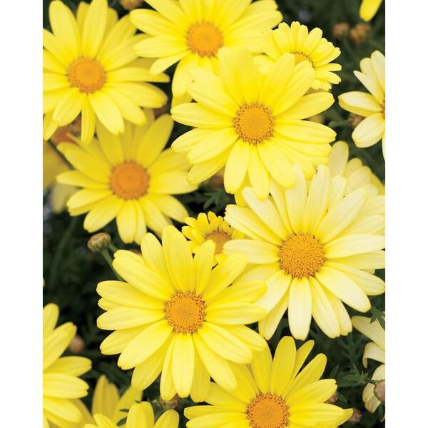 PROVEN WINNERS Butterfly Marguerite Daisy (Argyranthemum) Live Plant, Yellow Flowers, 4.25 in. Grande
