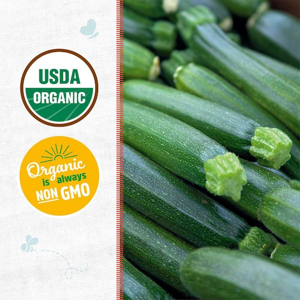 Back to the Roots Organic Squash 'Fordhook Zucchini' Seed (1-Pack