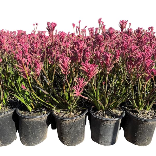 Alder & Oak #1 Kangaroo Paw 'Pink' Plant with Pink Blooms (4-pack)