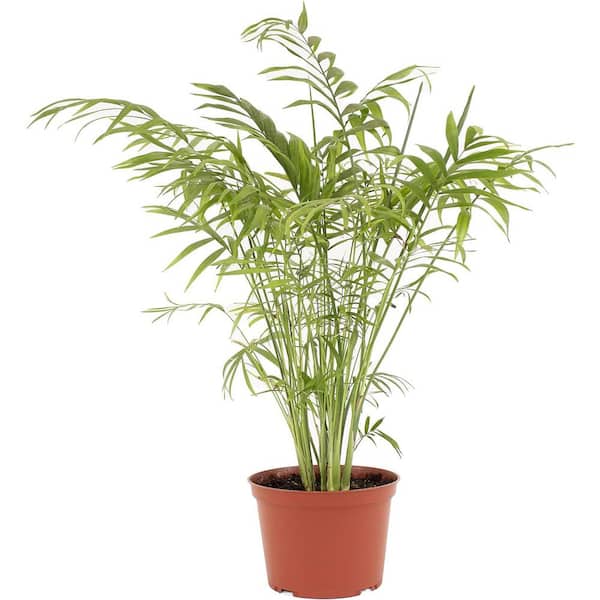 Shop Succulents Neanthe Bella Palm, Live Indoor Plant, Easy Care Air Purifying Tropical Houseplant in 6 in. Grower Pot