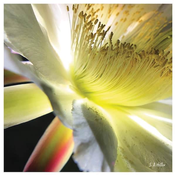 VENICE BEACH Collections BLOOM PARADE by Steven A. Heller 1 Piece Unframed Canvas Drawing Print Abstract Print 14 in. x 14 in.