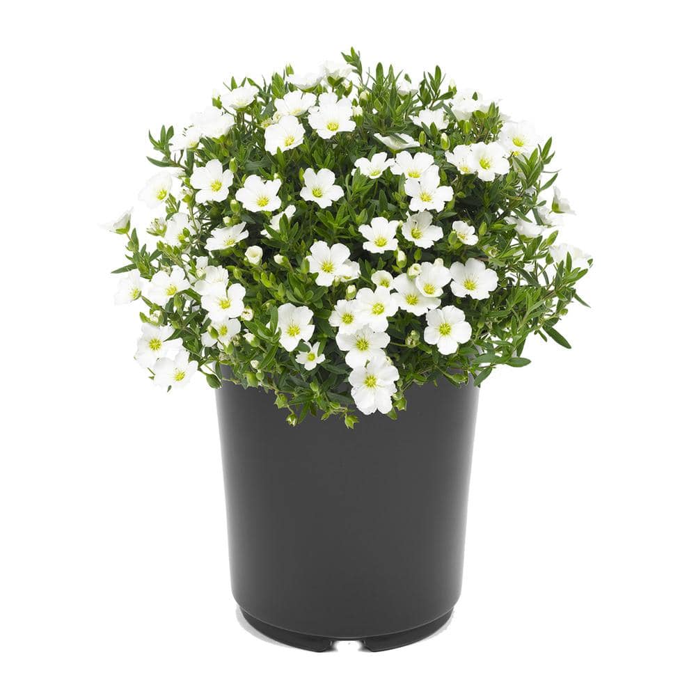 2.5 qt. Perennial Arenaria Montana Summer White