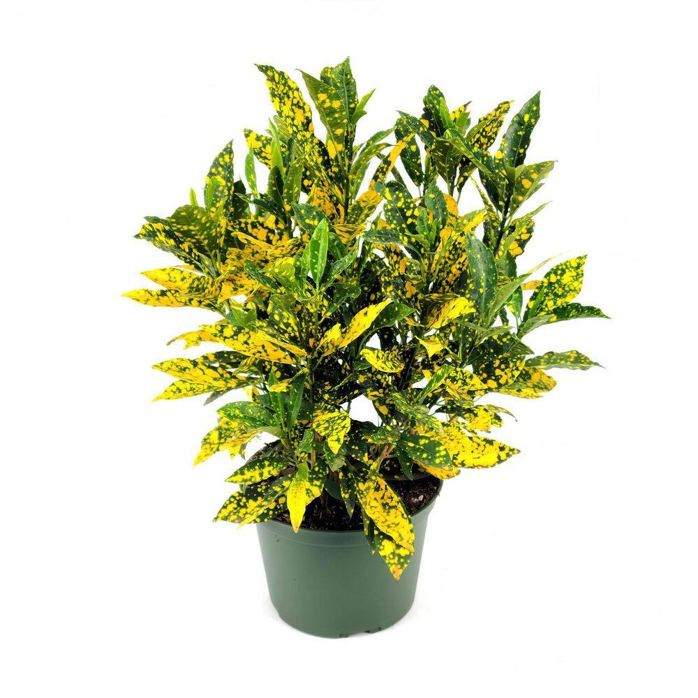 6 in. Croton Gold Dust Plant in Grower Container price history on PriceWatchPro