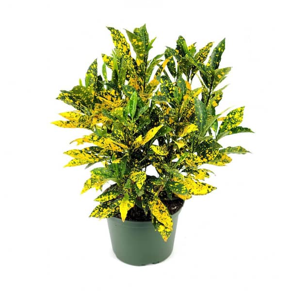 national PLANT NETWORK 6 in. Croton Gold Dust Plant in Grower Container