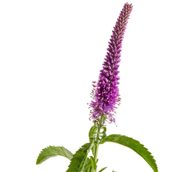 PROVEN WINNERS 1 Gal. Magic Show Purple Illusion Veronica Live Perennial with Rosy Purple Flowers