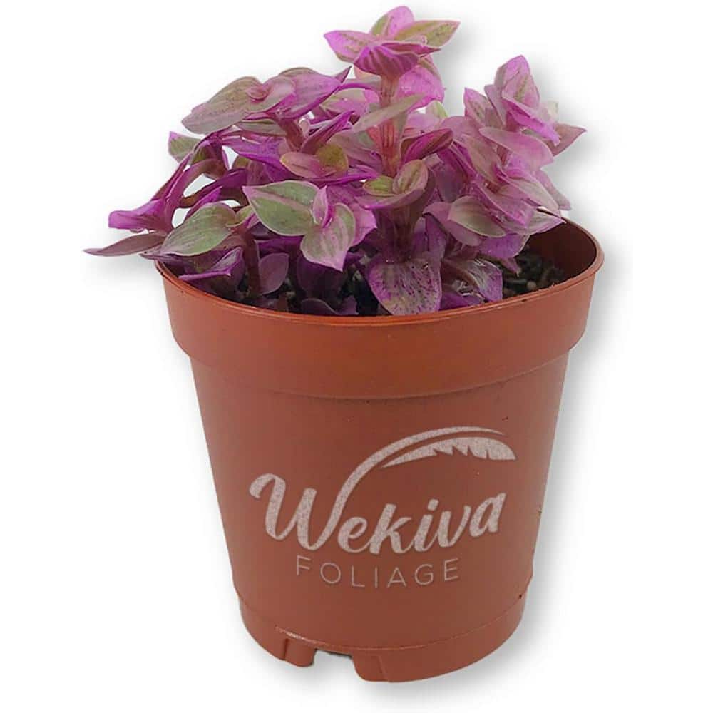 Tradescantia Pink Panther Spiderwort Inch Live Plant in a 2 in. Pot-Callisia Repens-Elegant Indoor Houseplant price history on PriceWatchPro